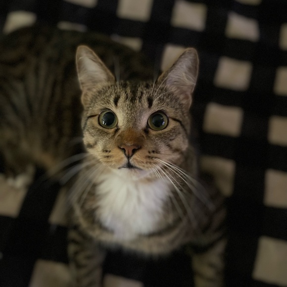 freddy - Picture 1 of 16